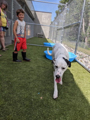Ingham County Animal Control and Shelter