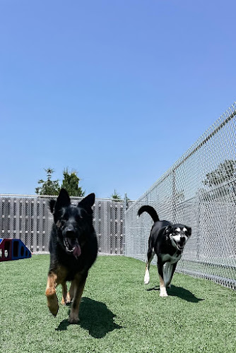 Mitten Dog Company