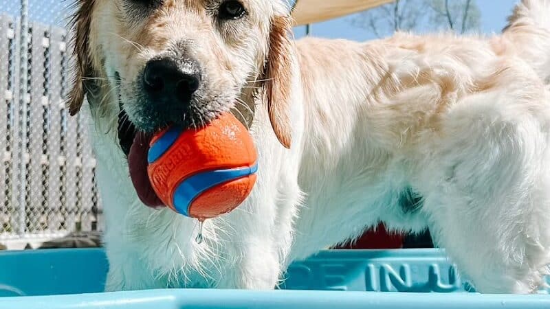 Mitten Dog Company - Mason,