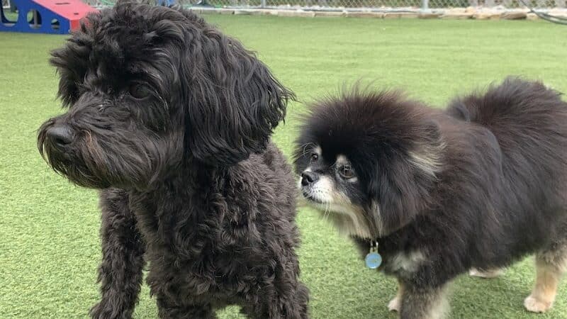 Mitten Dog Company - Mason,