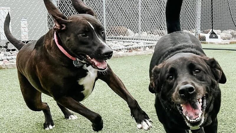Mitten Dog Company - Mason,