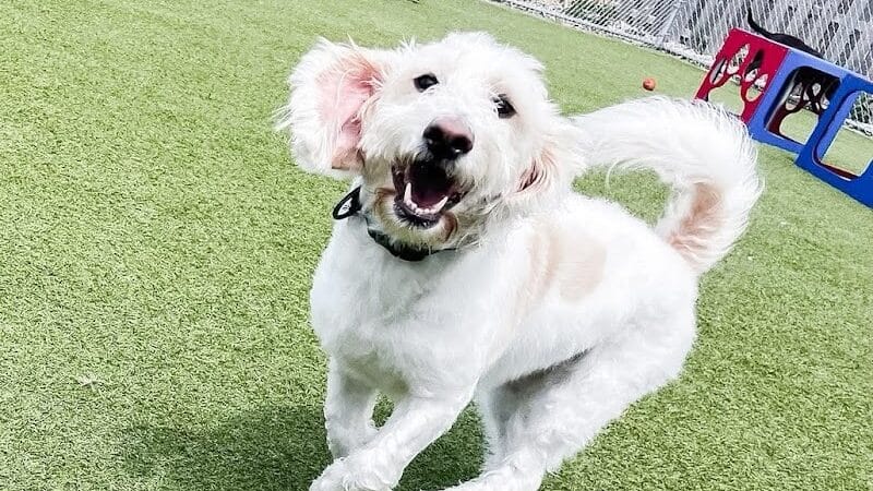 Mitten Dog Company - Mason,