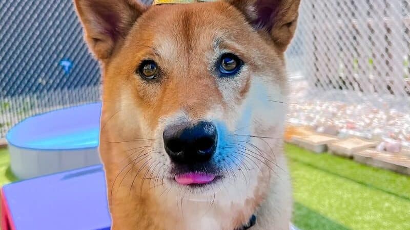Mitten Dog Company - Mason,