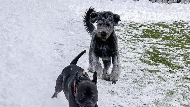 Mitten Dog Company - Mason,