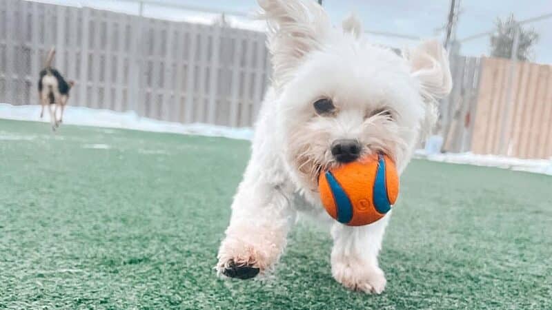 Mitten Dog Company - Mason,