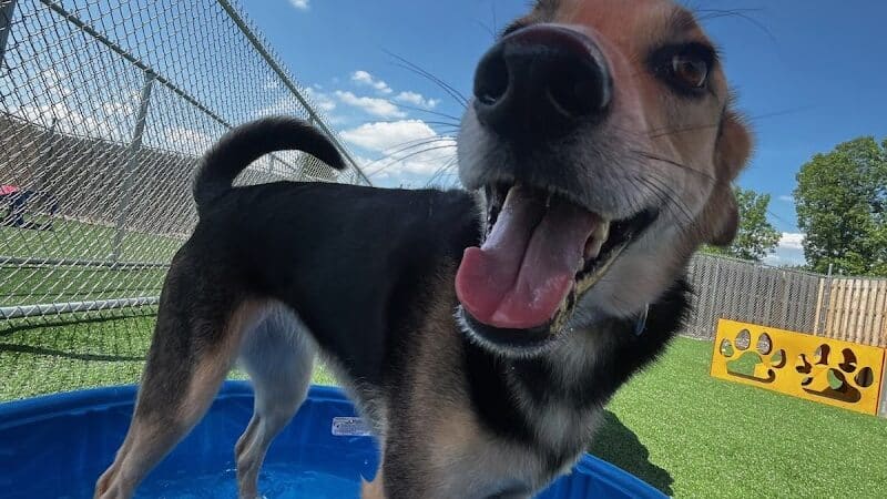 Mitten Dog Company - Mason,