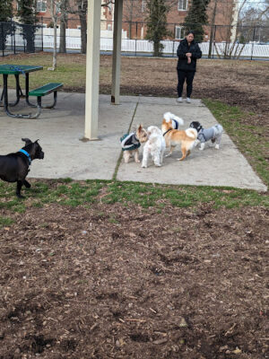 Town of Oyster Bay Dog Park