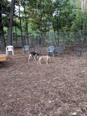 Maynard Dog Park