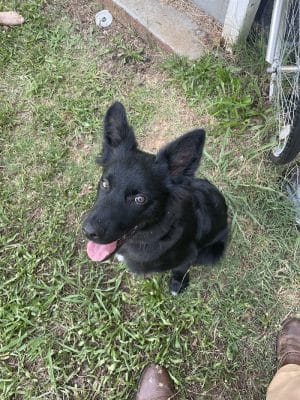 Ferry Good Dog Training