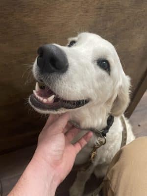 Ferry Good Dog Training