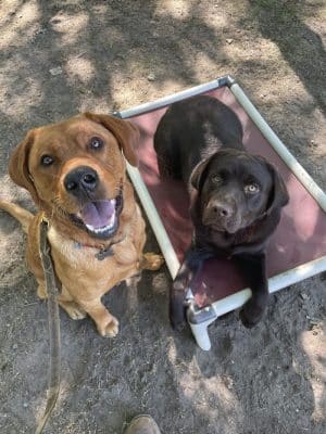 Ferry Good Dog Training