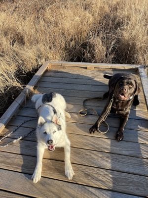 Ferry Good Dog Training