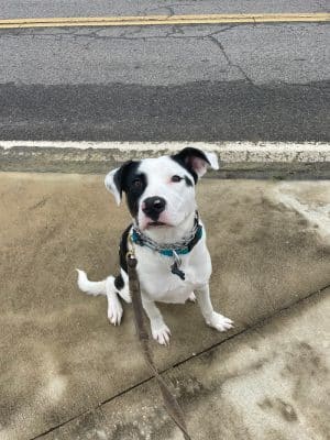 Ferry Good Dog Training