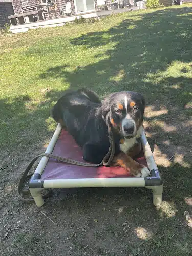 Ferry Good Dog Training