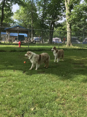Garrett County Dog Park