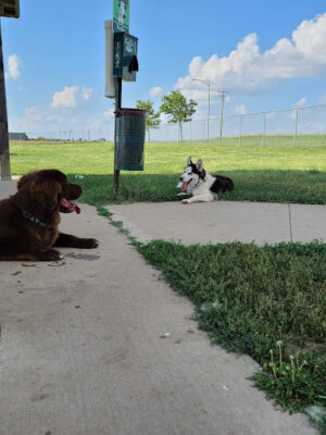 Bremyer Dog Park