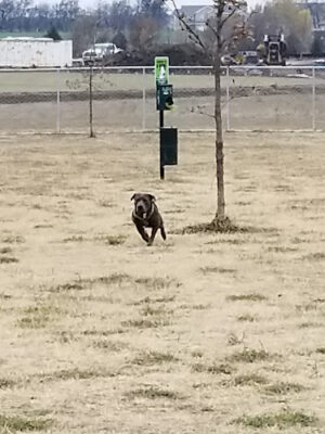 The McPherson Dog Park