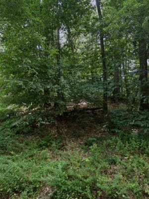 Shattuck Reservation