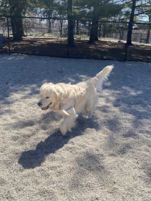 Medford Dog Park