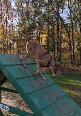 Duke's Dog Run at Freedom Park
