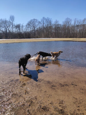 Freedom Barks