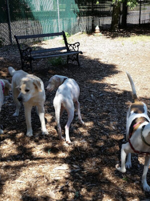 Medway Dog Park