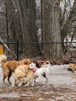 Melrose Dog Park