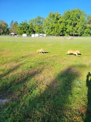 City Of Mendota Heights Off-leash Dog Area