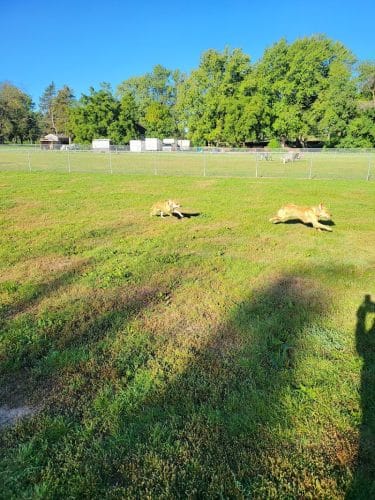 City Of Mendota Heights Off-leash Dog Area
