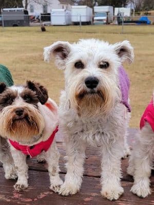 City Of Mendota Heights Off-leash Dog Area
