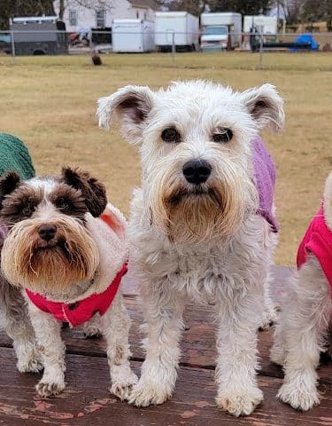 City Of Mendota Heights Off-leash Dog Area
