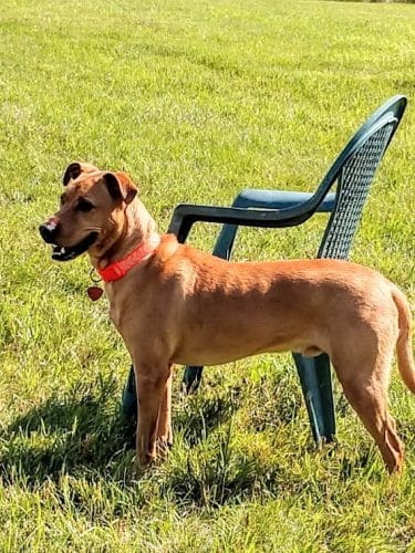 City Of Mendota Heights Off-leash Dog Area