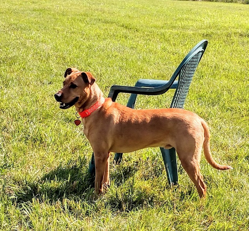 City Of Mendota Heights Off-leash Dog Area - Mendota Heights, MN