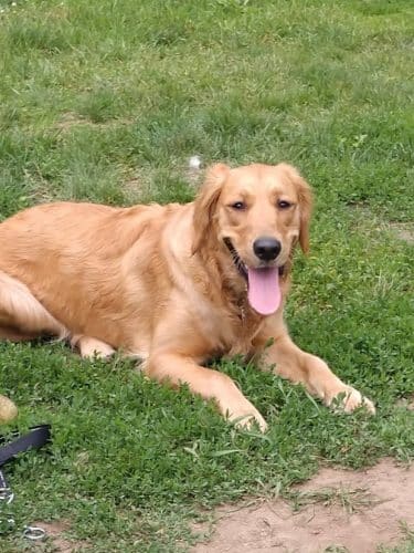 City Of Mendota Heights Off-leash Dog Area