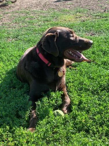 City Of Mendota Heights Off-leash Dog Area