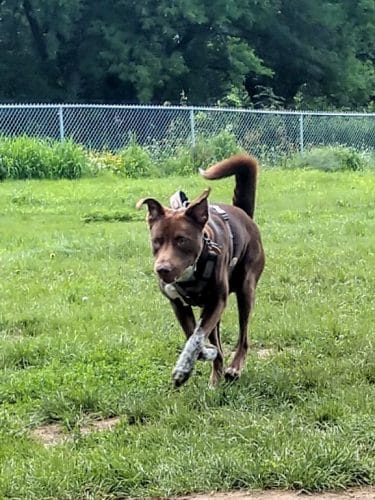 City Of Mendota Heights Off-leash Dog Area
