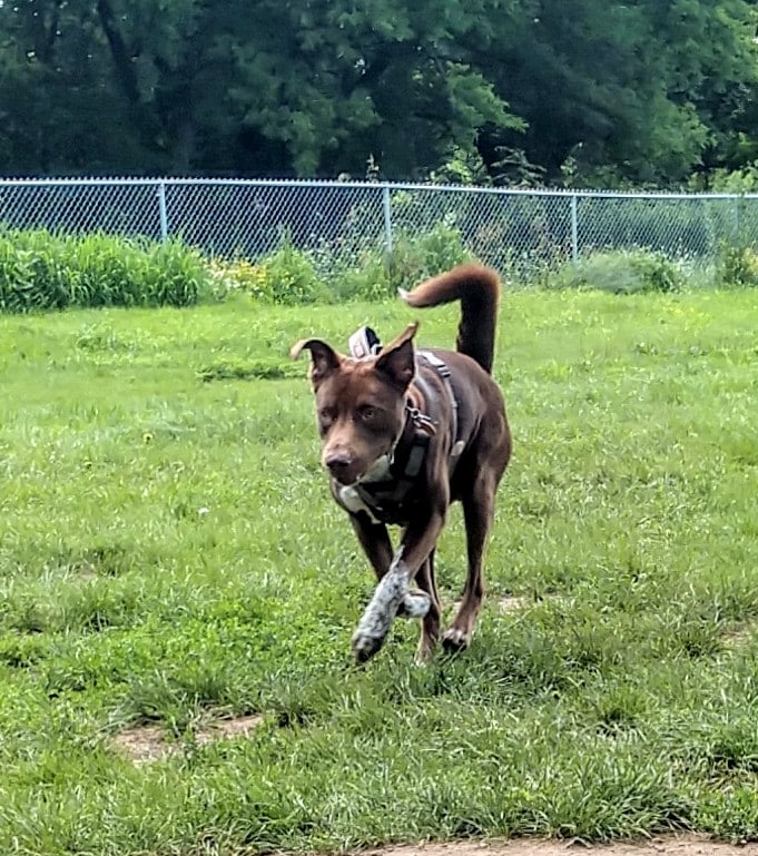 City Of Mendota Heights Off-leash Dog Area - Mendota Heights, MN