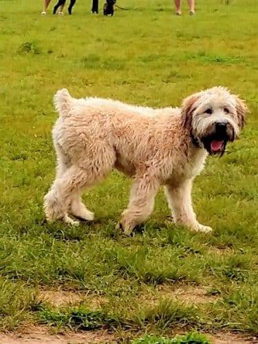 City Of Mendota Heights Off-leash Dog Area