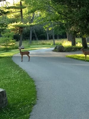 John Henes Park