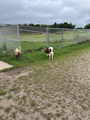 Menomonie Off-Leash Dog Park