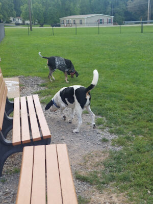 Brandy Springs Dog Park