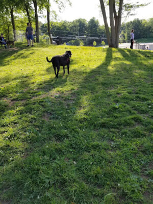Meriden Dog Park