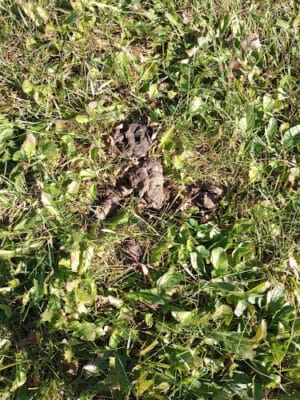 Merrill Dog Park