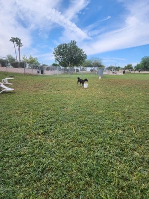 Countryside Dog Park