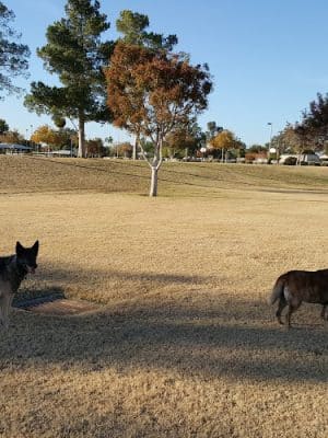 Countryside Dog Park