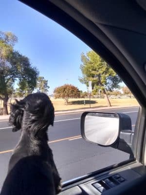 Countryside Dog Park
