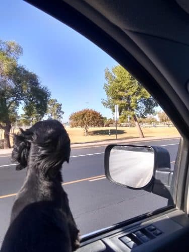 Countryside Dog Park