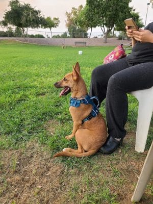 Countryside Dog Park