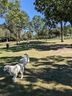 Lafreniere Dog park