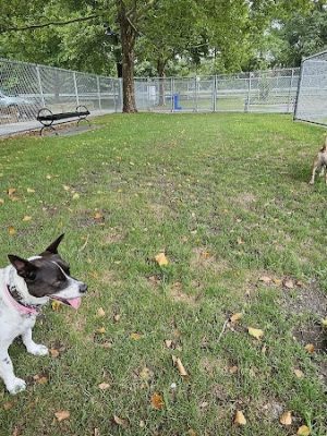 Gill Ave Dog Park - Methuen, MA